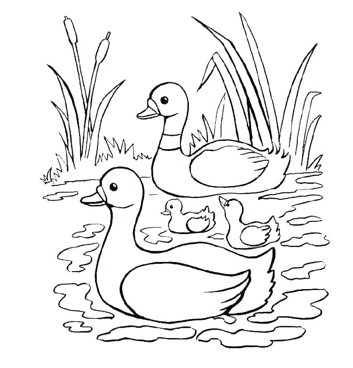 Rubber Duck Colouring Simple Free Printable Coloring Pages 728x760 Rubber Duck Colouring Simple Free Printable Coloring Pages