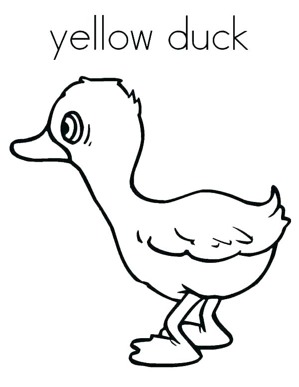 Coloring Pages Ducks Duck Coloring Pages Coloring Pages Duck 600x776 Coloring Pages Ducks Duck Coloring Pages Coloring Pages Duck