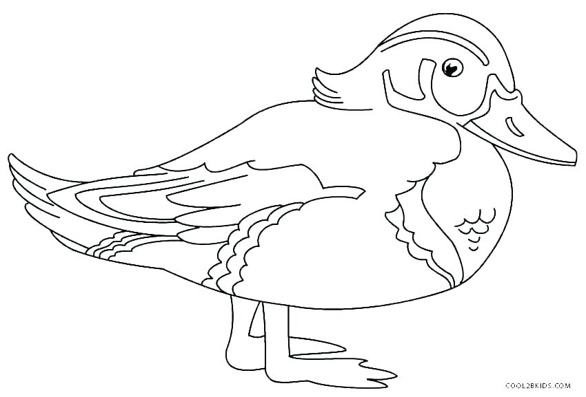 Coloring Picture Of Duck Ducks Coloring Page Ducks Coloring Pages 850x577 Coloring Picture Of Duck Ducks Coloring Page Ducks Coloring Pages