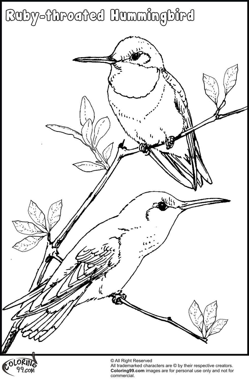 980x1500 Hummingbird Birds Coloring Pages