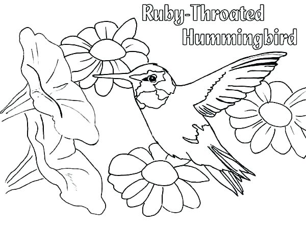 600x445 Hummingbird Coloring Page 7 Free Coloring Pages For Adults Mama