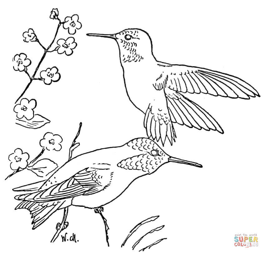 849x814 Hummingbird Coloring Pages Printable Coloring Pages