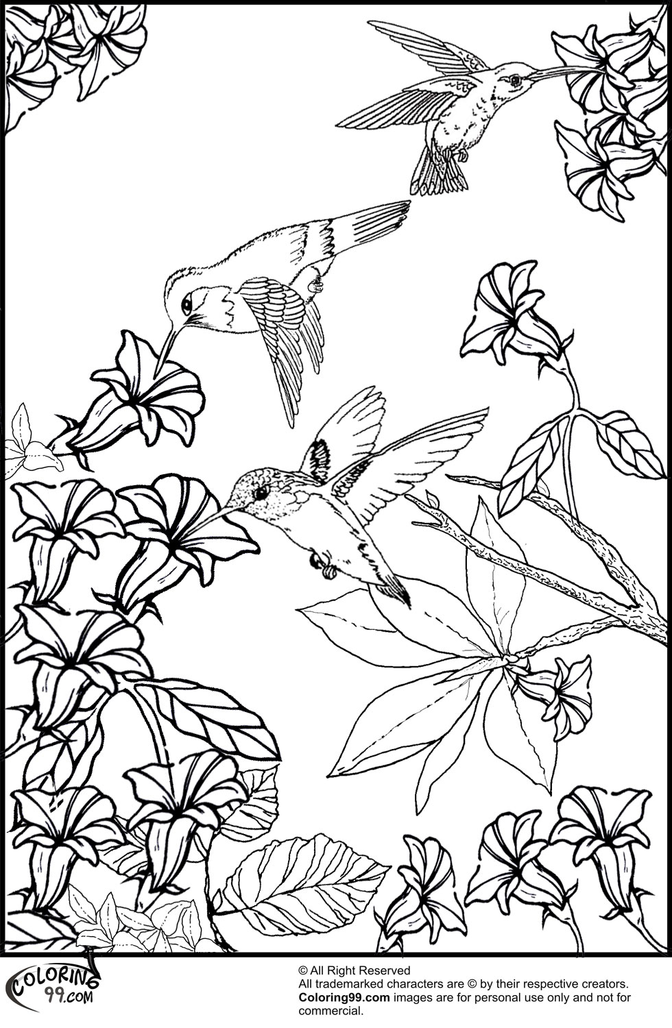 980x1500 Hummingbird Coloring Pages Team Colors