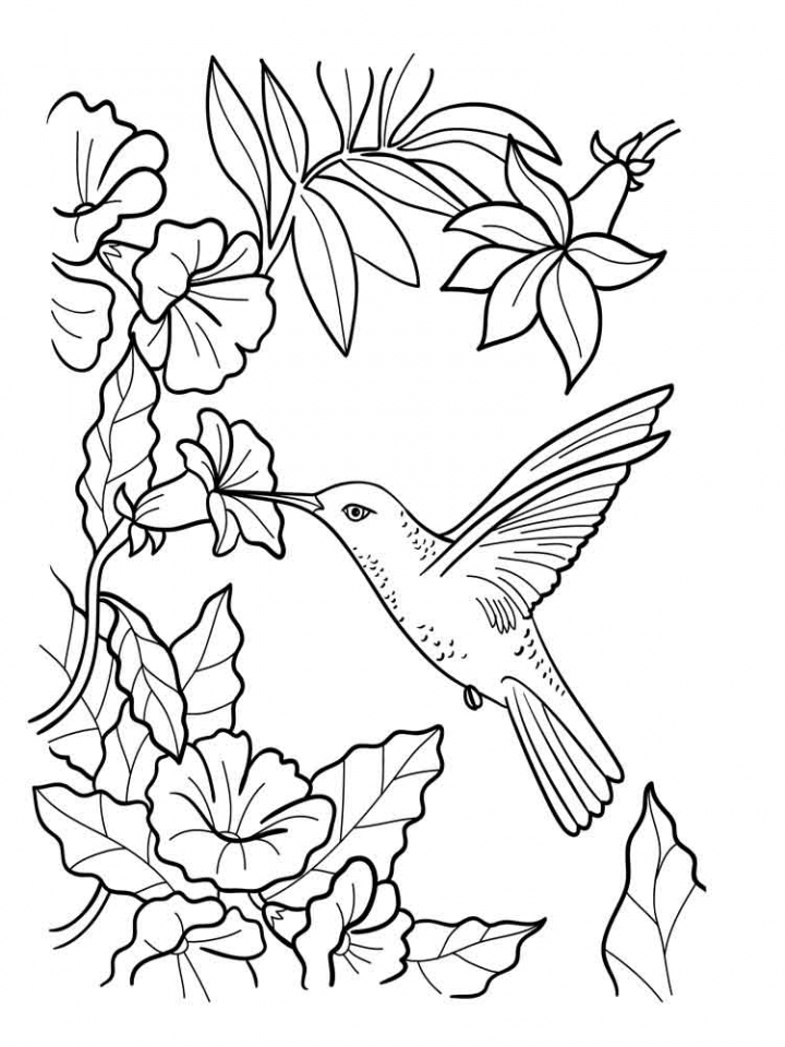 720x960 Free Printable Hummingbird Coloring Pages