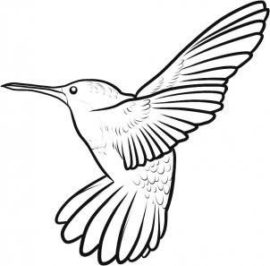 302x297 How To Draw A Ruby Throated Hummingbird Step 7 Art Lll