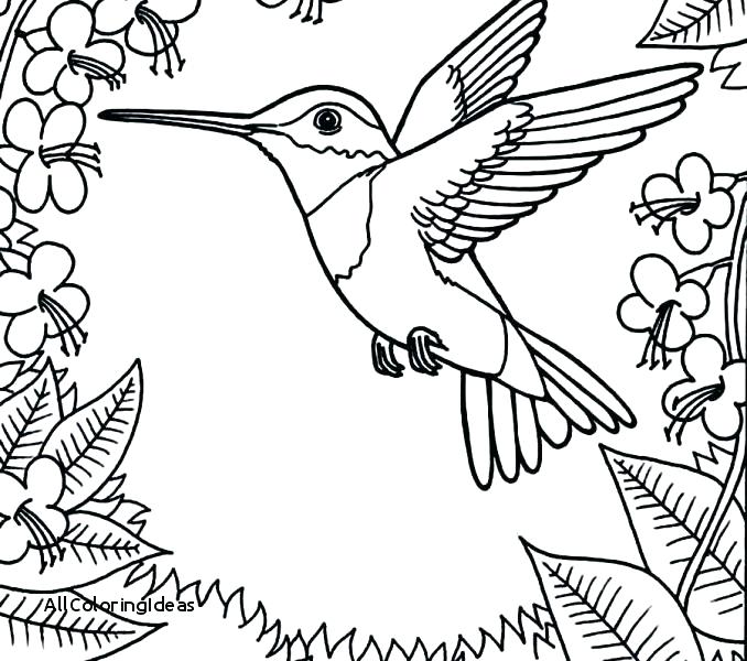 678x600 Coloring Pages Of Hummingbirds Coloring Pages Of Hummingbirds