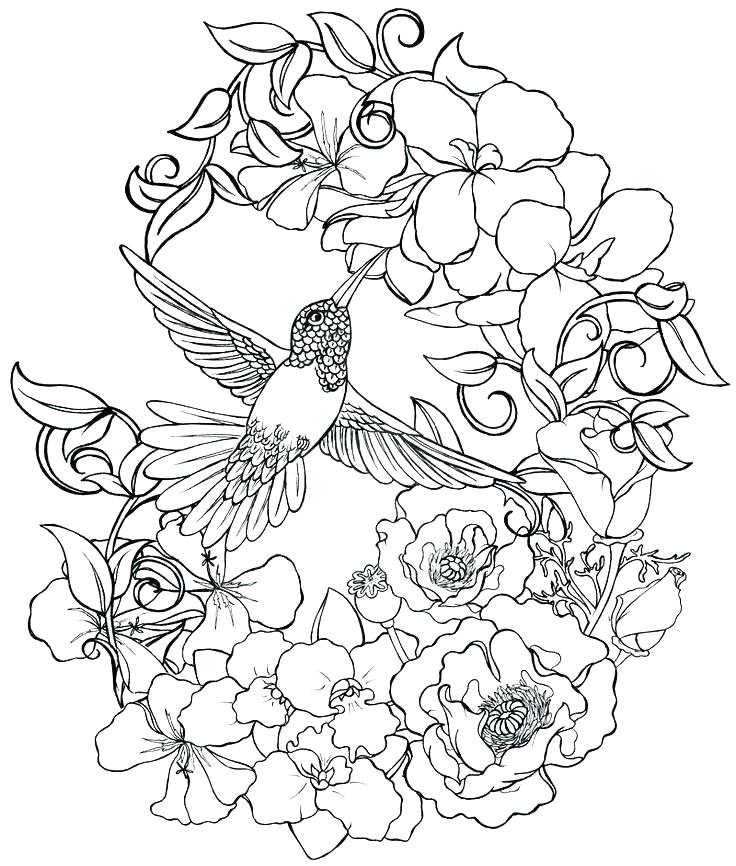 736x866 Coloring Pages Of Hummingbirds Hummingbird Coloring Pages