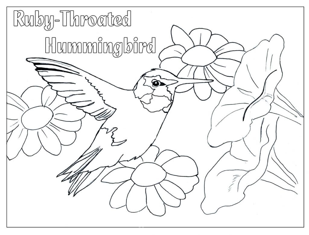 1024x780 Contemporary Ruby Throated Hummingbird Coloring Pages Photo