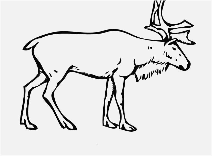 Reindeer Coloring Pages Pics Reindeer Coloring Page With Rudolph 827x609 Reindeer Coloring Pages Pics Reindeer Coloring Page With Rudolph