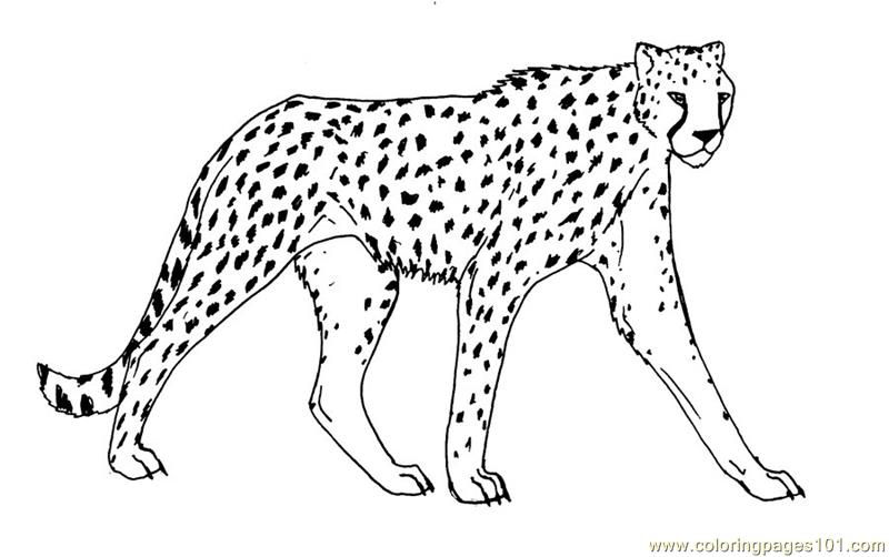 800x502 Cheetah Coloring Page Cheetah Coloring Page Free Cheetah Coloring