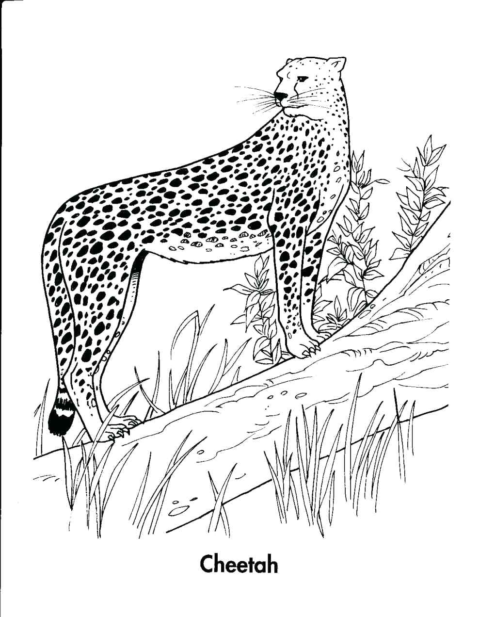 988x1272 Coloring Pages ~ Cheetah Coloring Pages Head Page Save As Cute