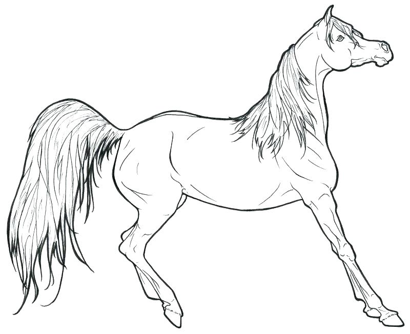 800x653 Running Horse Coloring Pages