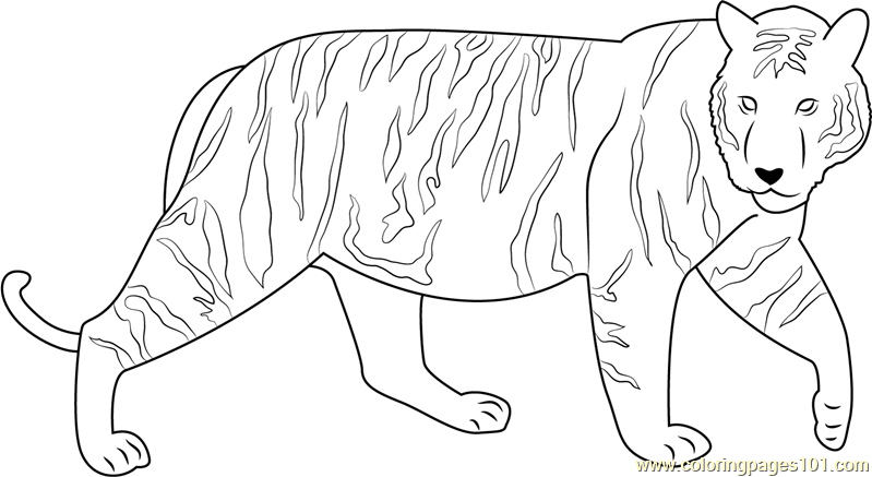 Runway Tiger Coloring Page 799x437 Runway Tiger Coloring Page