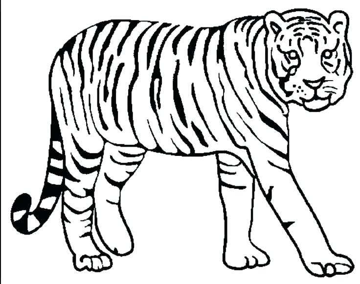 Saber Tooth Tiger Coloring Page at GetColorings.com | Free printable ...