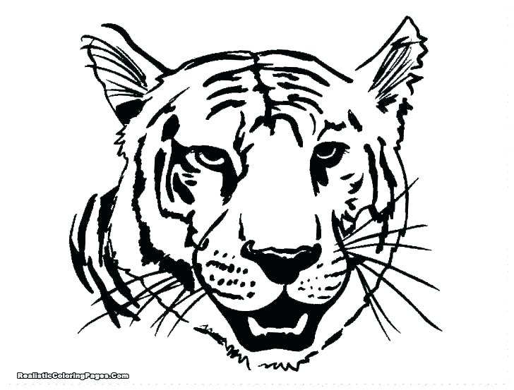 Tiger Template Outline Coloring Pages Tiger Template 728x553 Tiger Template Outline Coloring Pages Tiger Template