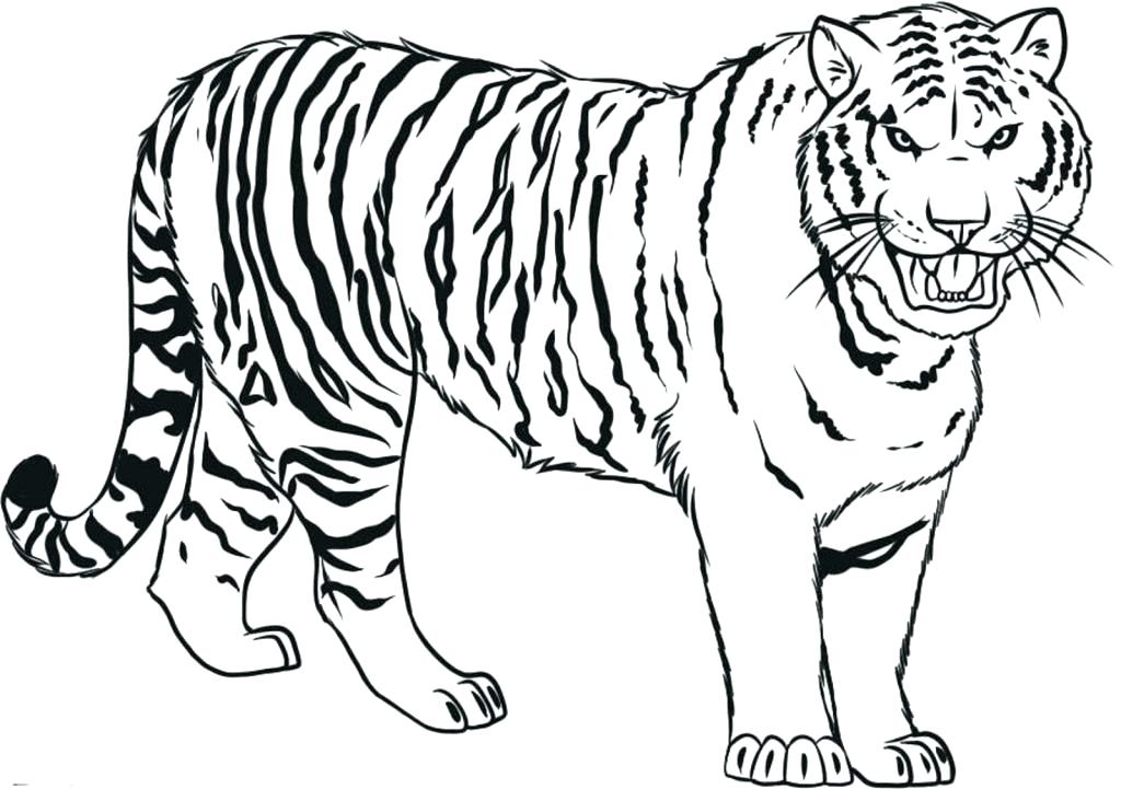 Coloring Page Tiger Coloring Page Of A Tiger Free Saber Tooth 1024x721 Coloring Page Tiger Coloring Page Of A Tiger Free Saber Tooth