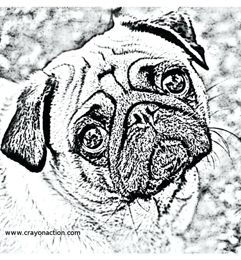 Epic Pug Coloring Page For Line Drawings Free Printable Pages 800x864 Epic Pug Coloring Page For Line Drawings Free Printable Pages