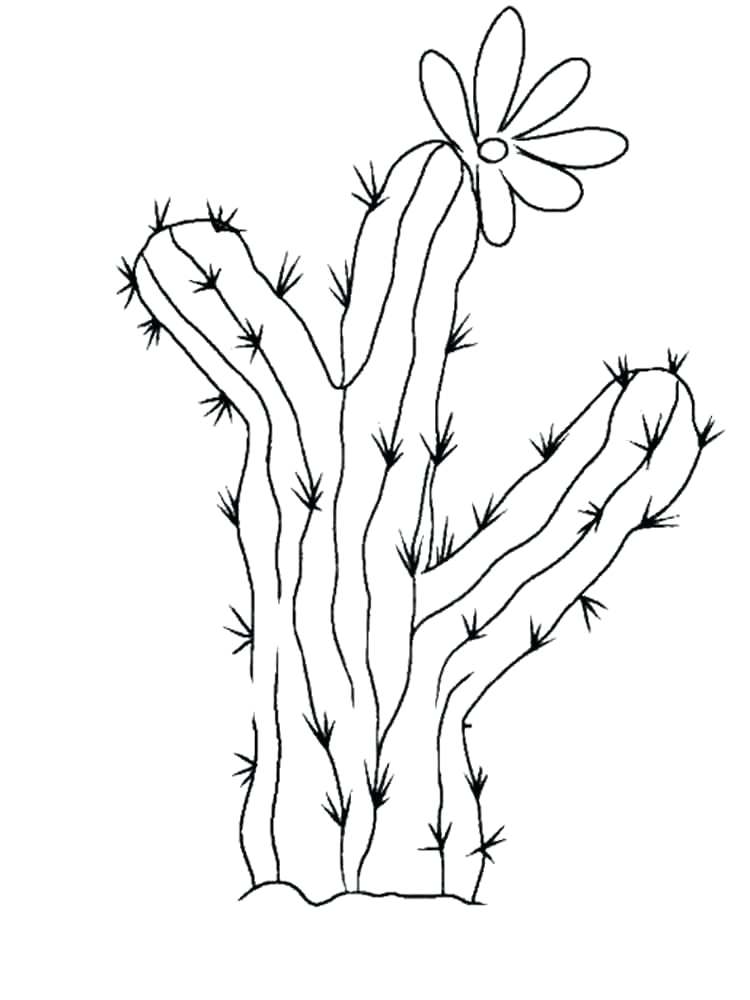 750x1000 Cactus Coloring Pages Cactus Flower Coloring Pages Saguaro Cactus