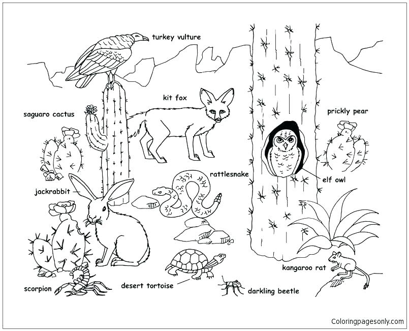 805x651 Cactus Coloring Pages Complete Tus Coloring Page Kids Pages Fresh