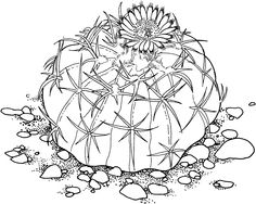 236x188 Saguaro Cactus Blossom Coloring Page Arts In General