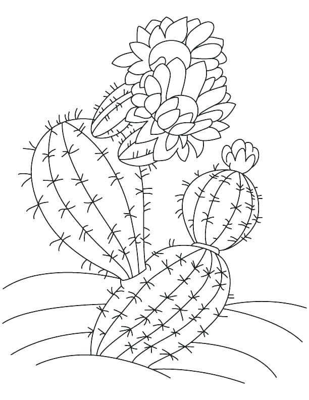612x792 Saguaro Cactus Coloring Page S S Saguaro Cactus Printable Coloring
