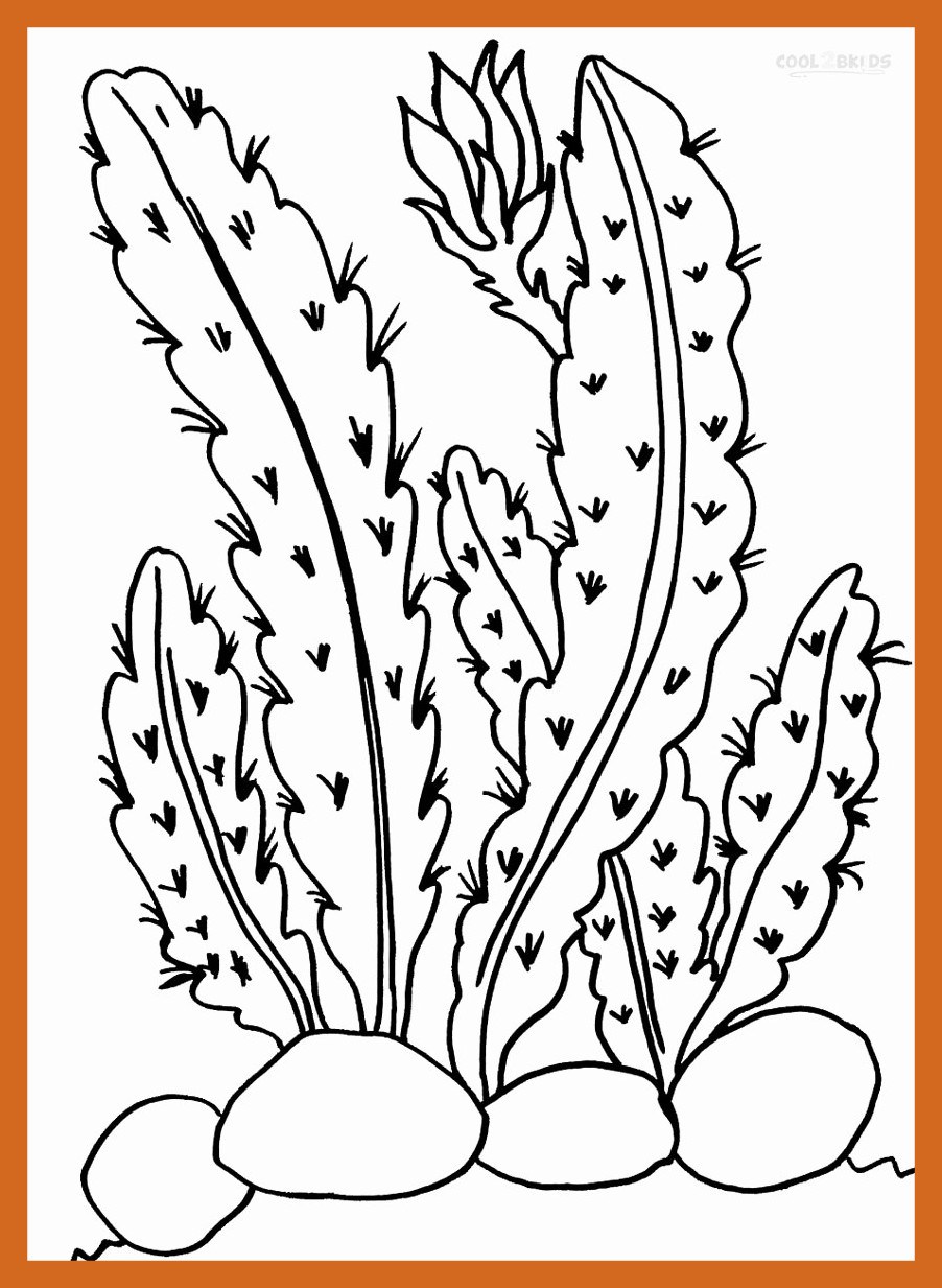 Inspiring Amazing Desert Plants Coloring Pages Contemporary 902x1233 Inspiring Amazing Desert Plants Coloring Pages Contemporary