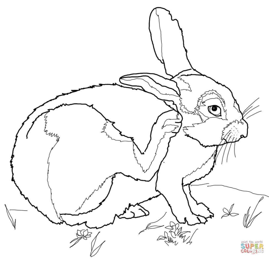 Sahara Desert Coloring Pages Best Of Desert Animals Coloring Pages 1128x1088 Sahara Desert Coloring Pages Best Of Desert Animals Coloring Pages