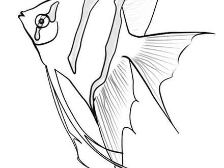 Sailfish Coloring Page