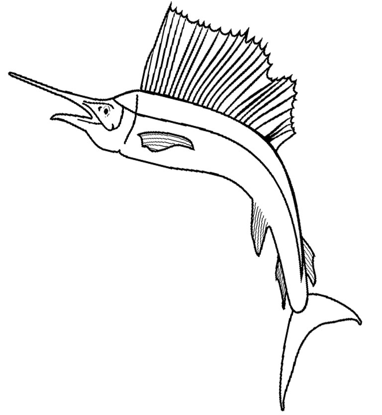 768x834 Cute Sailfish Images