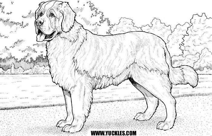 700x450 Saint Bernard Coloring Page Yuckles Realistic Dog Coloring Pages
