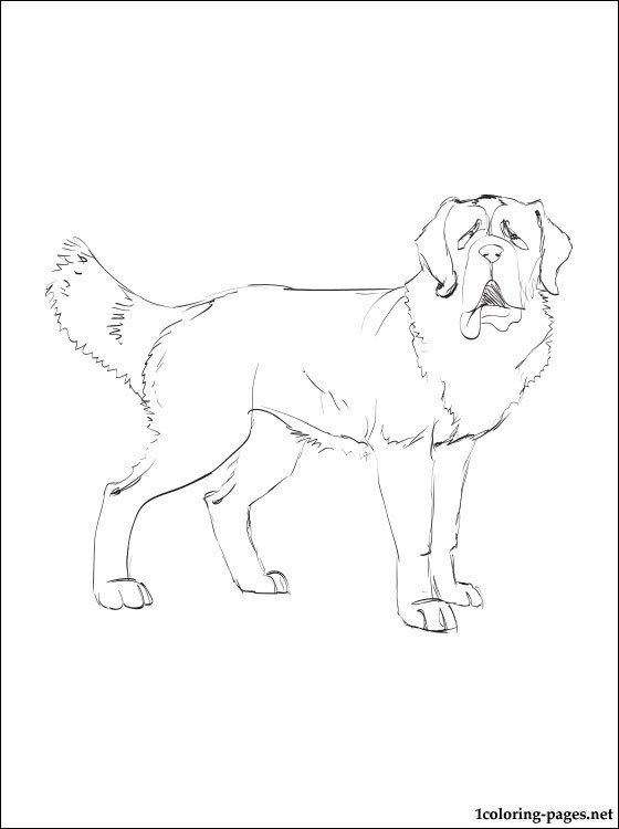560x750 St Bernard Coloring Pages Coloring Page For Kids