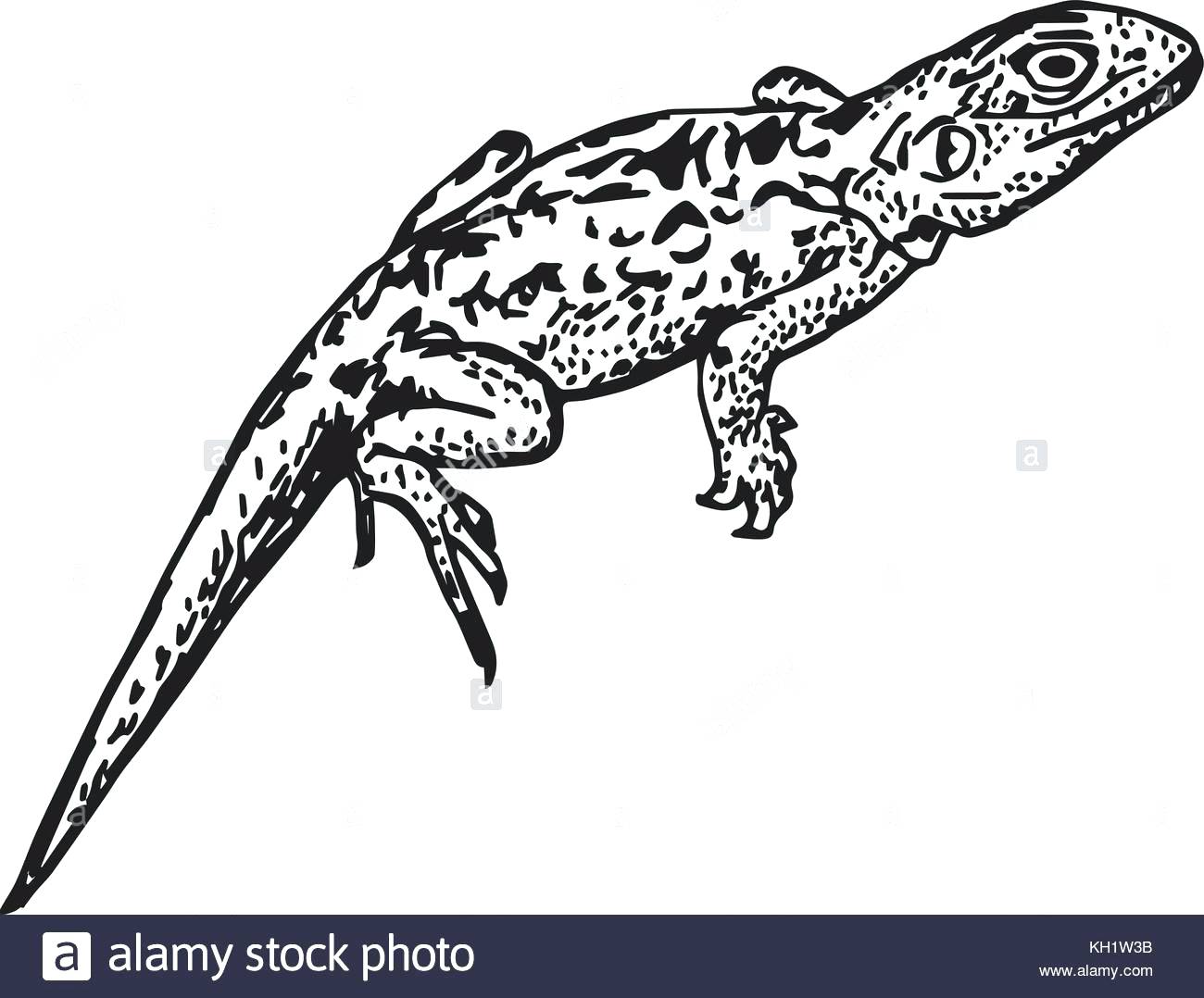 Coloring Pages Thanksgiving Free Names For Pet Salamanders 1300x1078 Coloring Pages Thanksgiving Free Names For Pet Salamanders