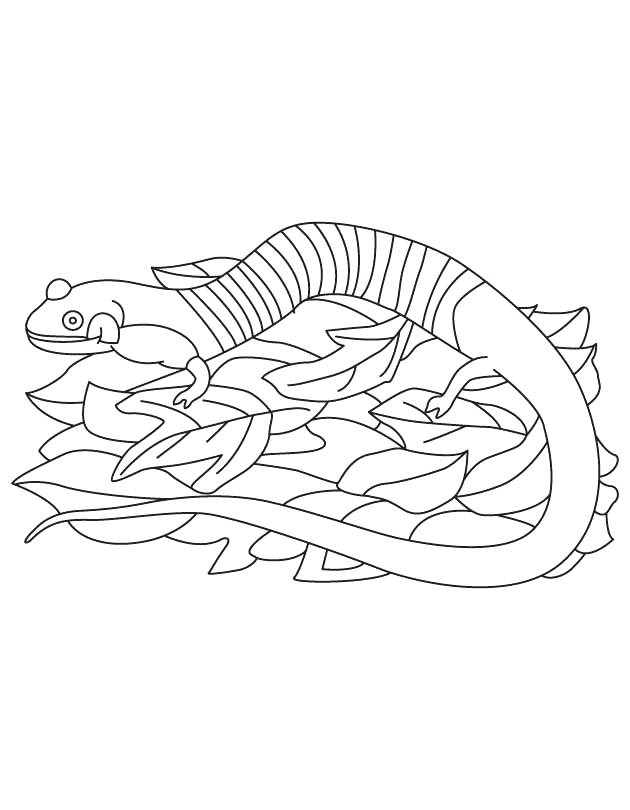 Amphibian Coloring Pages State Amphibian Red Hills Salamander 630x810 Amphibian Coloring Pages State Amphibian Red Hills Salamander