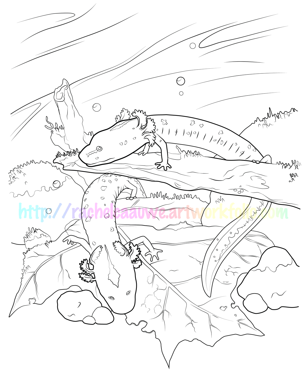 Salamander Coloring Page 1200x1468 Salamander Coloring Page