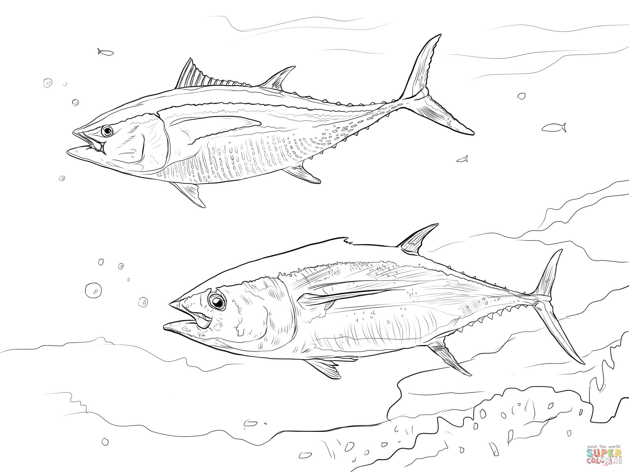 Pacific Salmon Coloring Pages Download And Print For Free 2048x1536 Pacific Salmon Coloring Pages Download And Print For Free