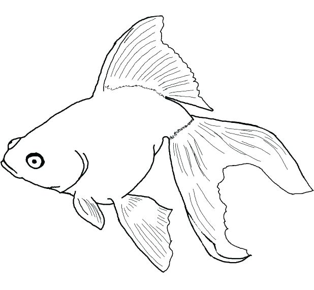 Printable Fish Coloring Pages Fish Coloring Page Funny Printable 618x571 Printable Fish Coloring Pages Fish Coloring Page Funny Printable