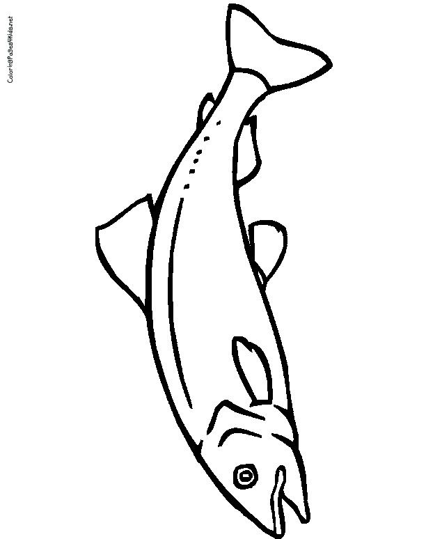 Salmon Coloring Pages Crafts Salmon 612x774 Salmon Coloring Pages Crafts Salmon