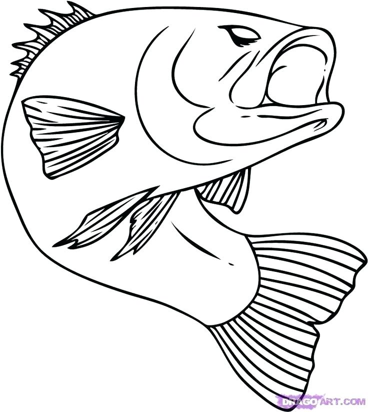 Salmon Coloring Pages Free Printable Coloring Coloring Pages You 736x823 Salmon Coloring Pages Free Printable Coloring Coloring Pages You