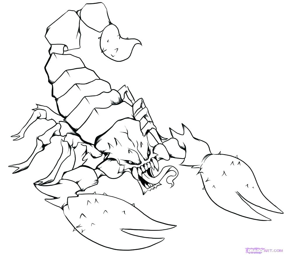Attractive Chinook Salmon Coloring Page Drawing At Getdrawings Com 974x875 Attractive Chinook Salmon Coloring Page Drawing At Getdrawings Com