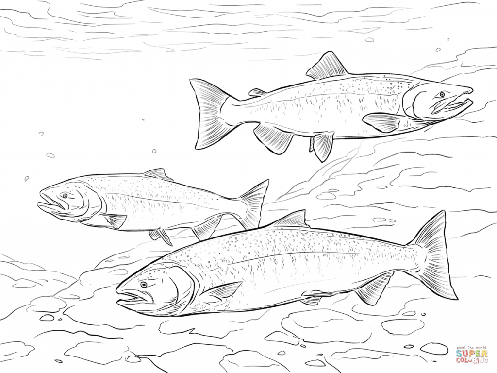 Chinook Salmon Download Coloring Page 1024x768 Chinook Salmon Download Coloring Page