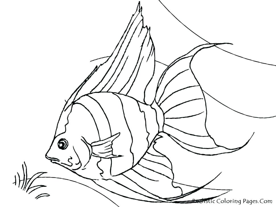 970x728 Realistic Fish Coloring Pages Fish Realistic Saltwater Fish