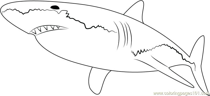 800x368 Sharks Coloring Pages Free Printable Shark Tale Coloring Pages