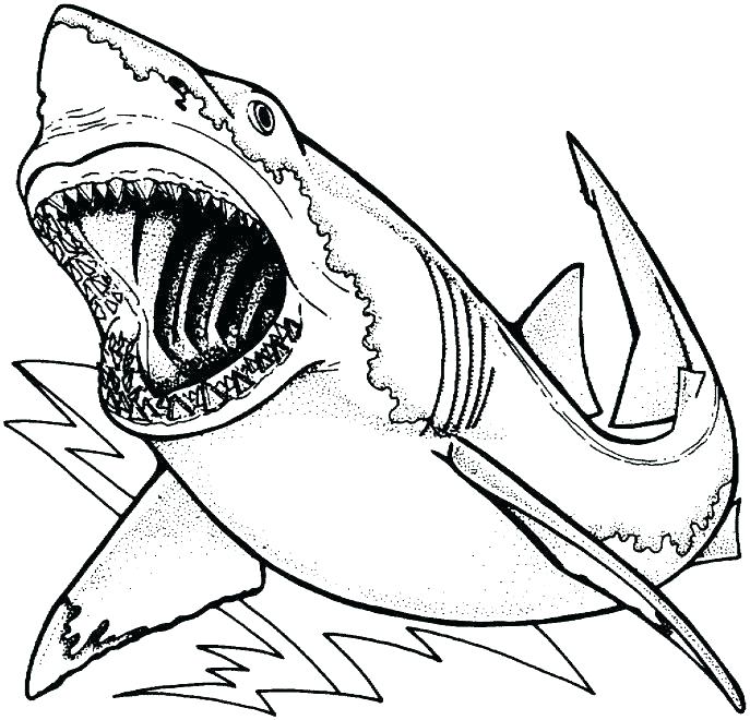 687x660 Sharks Coloring Pages Great White Shark Colouring Page 4 Tiger