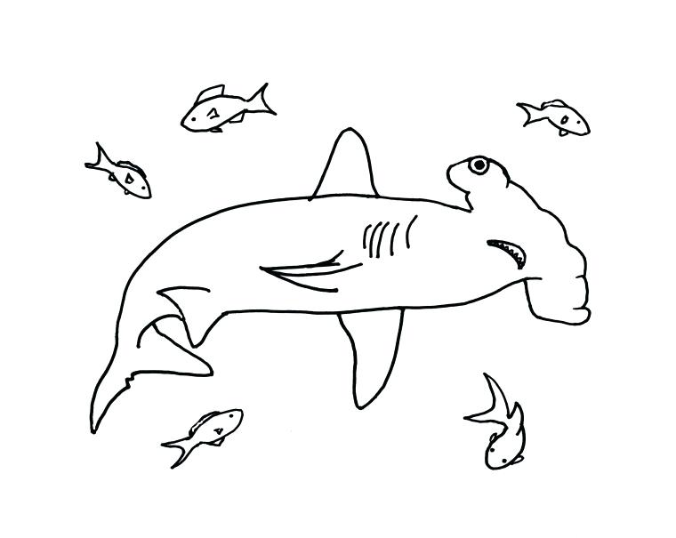 760x605 Hammerhead Shark Coloring Page Samantha Bell Hammerhead Shark