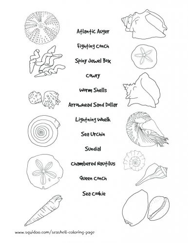 386x500 Coloring Pages Seashell Coloring Pages. Seashell Coloring Pages