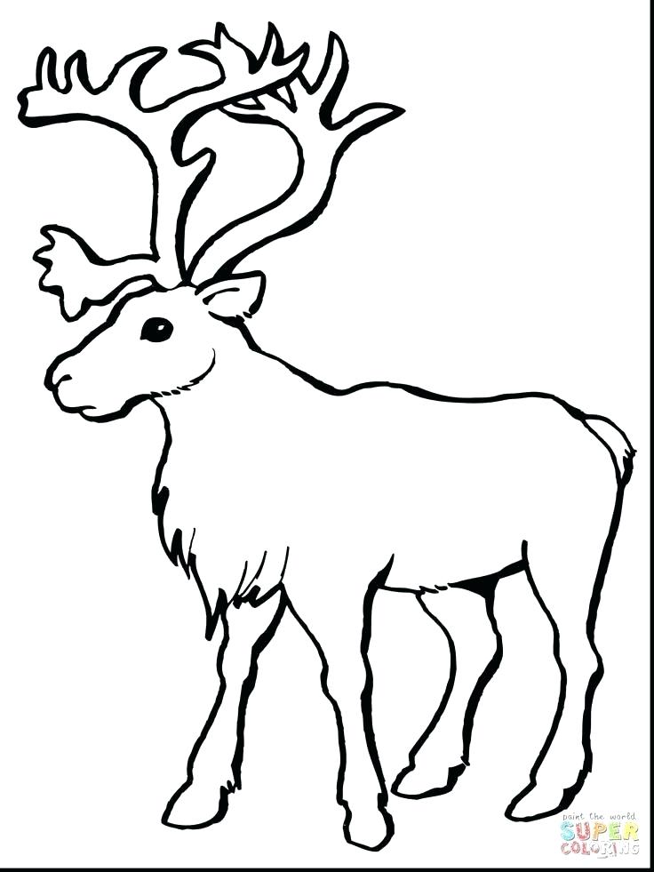 736x981 Reindeer Head Coloring E Potato Outline On Awesome Reindeer