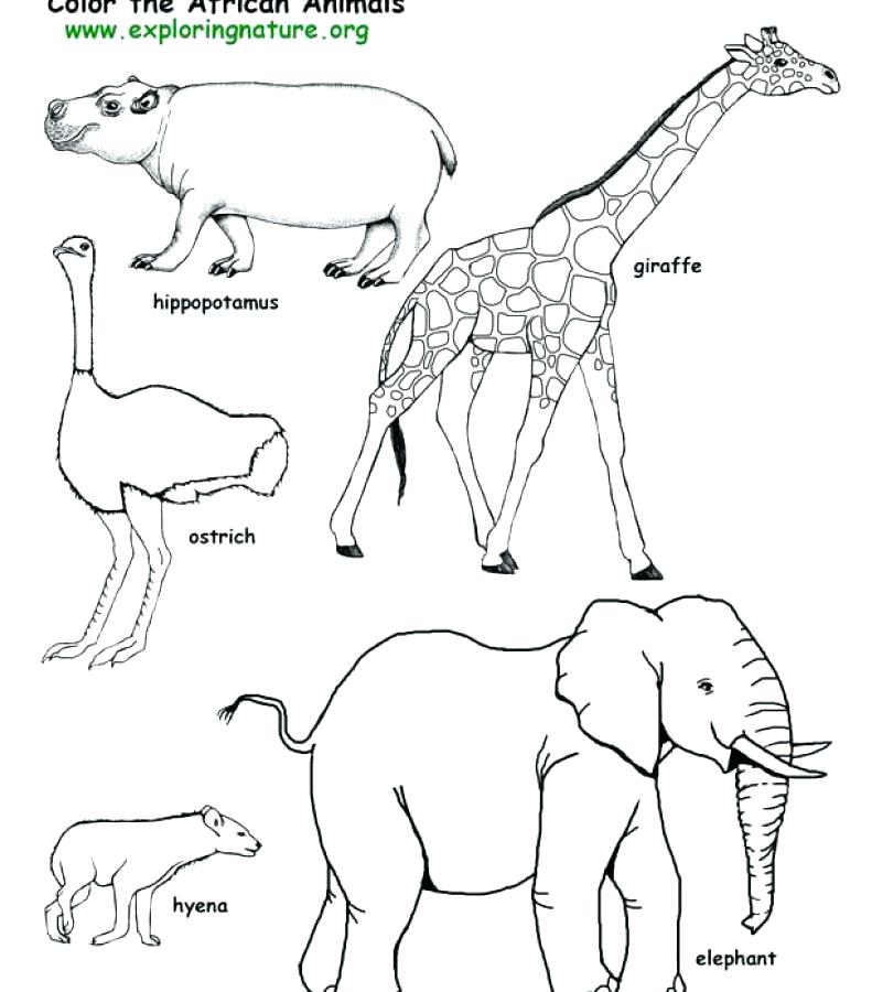 791x900 Animals Coloring Pages All The Wild Animals Of The Kids