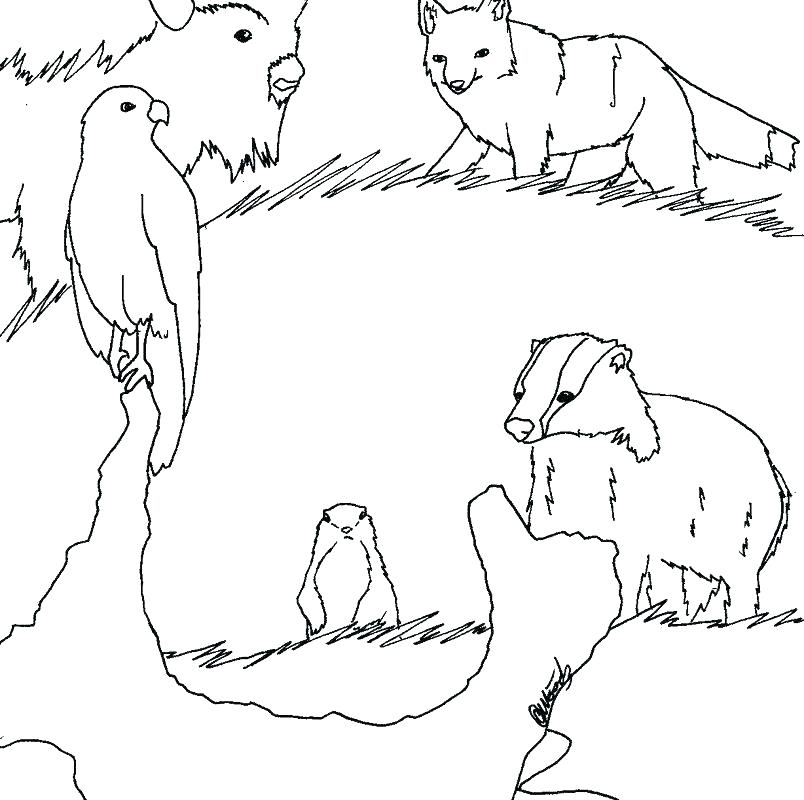 804x800 Grassland Coloring Pages Animal Coloring Pages Savanna Grants