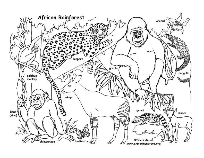 792x612 Rainforest (African) Coloring Page