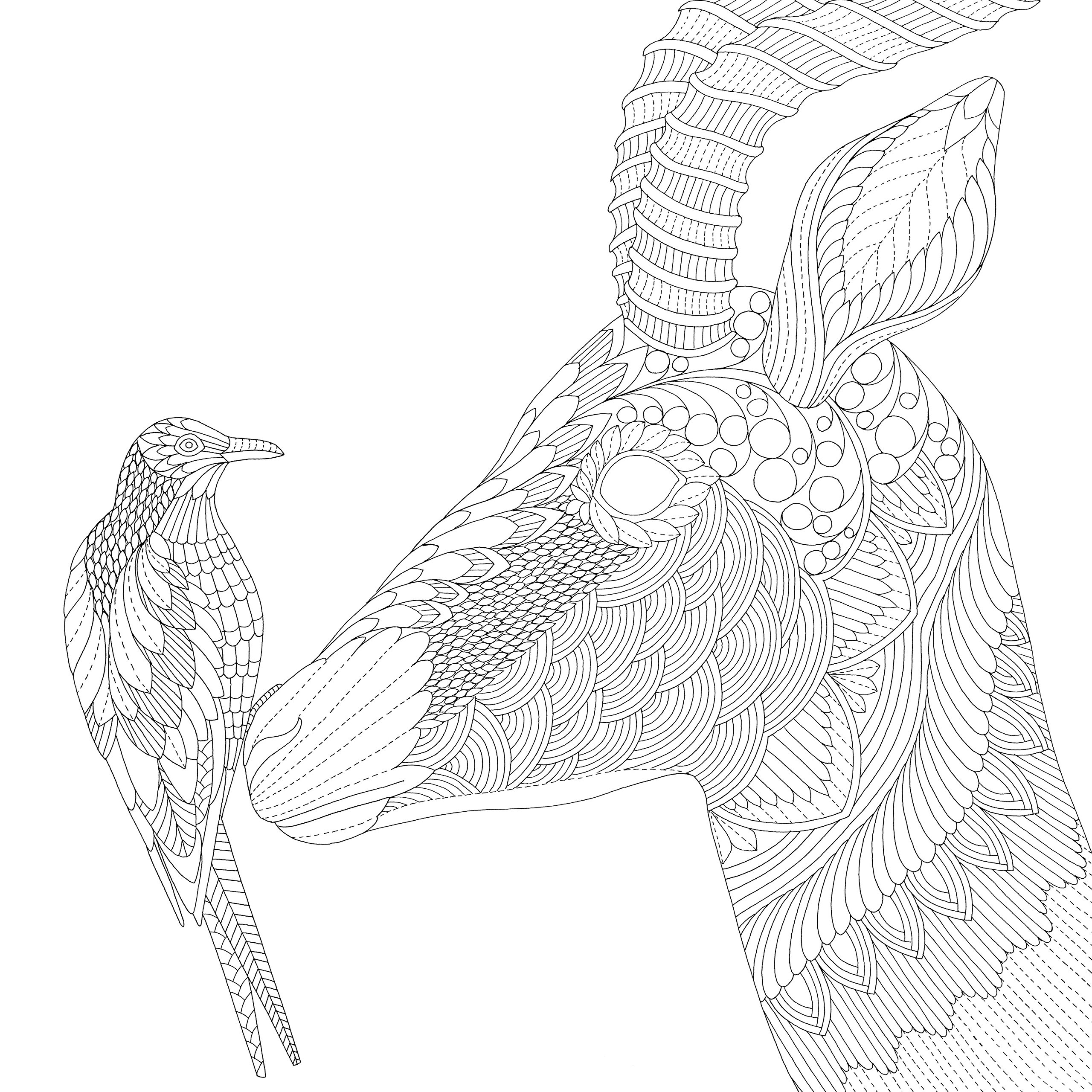 2560x2560 Millie Marotta's Wild Savannah A Colouring Book Adventure Millie